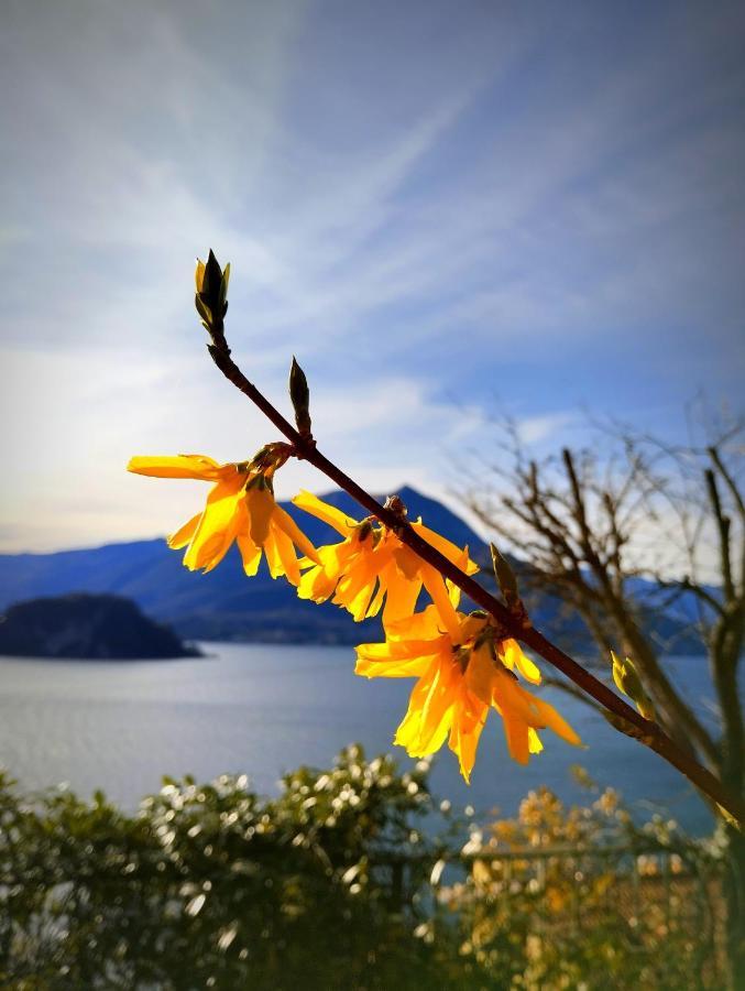 Ortensia Lake Como - Perfect For Couple And Pets Варенна Экстерьер фото